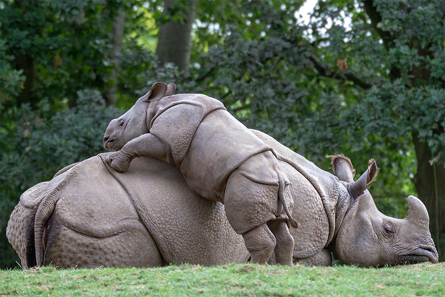 animals, rhinos, mom and baby in nature